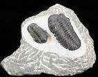 Austerops (Phacops) & Gerastos Trilobite Association #44518-1
